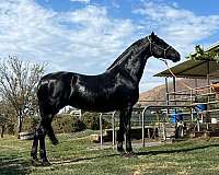 16-hand-andalusian-mare