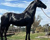 16-hand-andalusian-horse