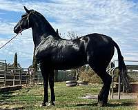 ancce-andalusian-mare