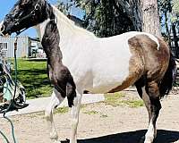 grulla-tobiano-paint-mare-broodmare