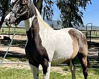 grulla-tobiano-athletic-horse