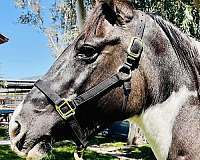 grulla-tobiano-breeding-horse