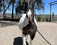 grulla-tobiano-companion-horse