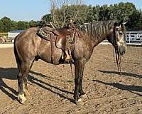 grey-see-pics-horse