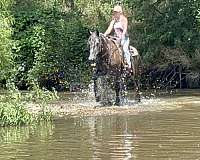 flashy-percheron-horse