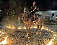 family-percheron-horse