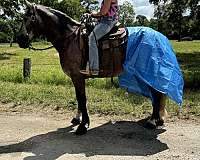 trail-percheron-horse