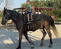 husband-safe-percheron-horse