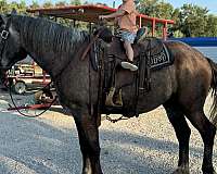 all-around-percheron-horse