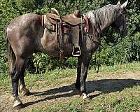 gentle-percheron-horse