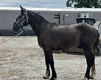 driving-percheron-horse