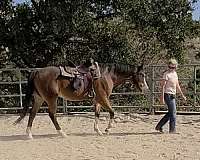 happy-appaloosa-horse