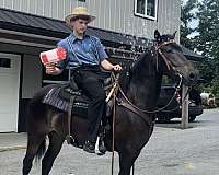 family-morgan-horse