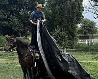 trail-morgan-horse