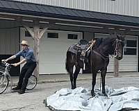 all-around-morgan-horse