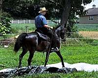 gentle-morgan-horse