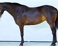 dressage-morgan-horse