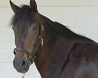 athletic-morgan-horse