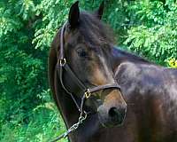 experienced-morgan-horse