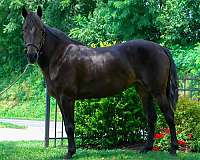 horsemanship-morgan-horse