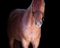 red-roan-see-pics-horse