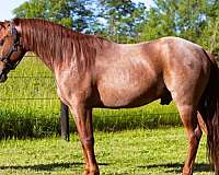 flashy-missouri-fox-trotter-horse