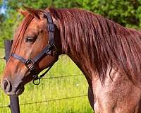 family-missouri-fox-trotter-horse