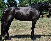 black-trail-c-horse