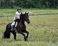 flashy-friesian-horse