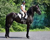 family-friesian-horse