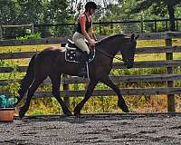 husband-safe-friesian-horse