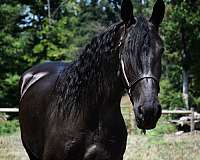 all-around-friesian-horse