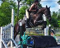 gentle-friesian-horse