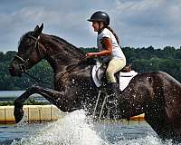 driving-friesian-horse