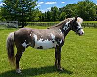 paint-blue-eyes-pony