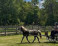 grulla-paint-blue-eyes-pony