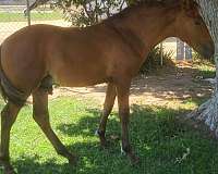 palomino-ancce-ialha-colt