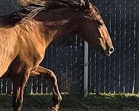 cream-palomino-andalusian-horse