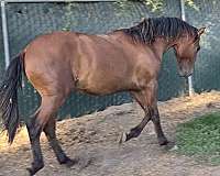 cream-palomino-horse