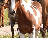 paint-quarter-horse-filly-foal