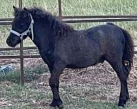 athletic-miniature-horse