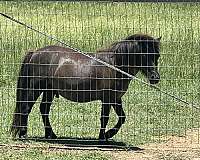 beginner-miniature-horse