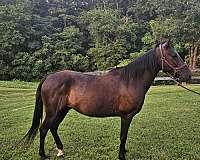 great-on-the-trails-paso-fino-horse