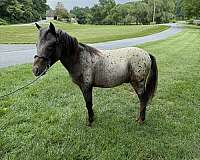 miniature-appaloosa-colt