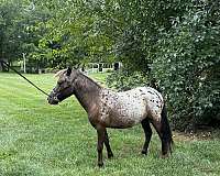 all-appaloosa-horse