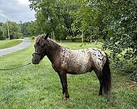 amha-appaloosa-horse