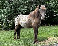 affordable-appaloosa-horse