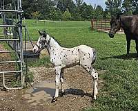 appaloosa-colt