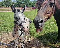 appaloosa-horse-for-sale