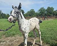 appaloosa-horse